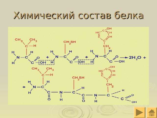 Химический состав белка 