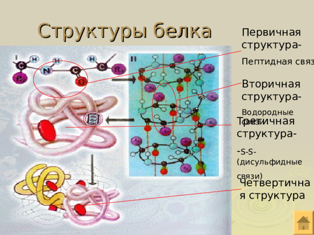 Структуры белка Первичная структура- Пептидная связь Вторичная структура- Водородные связи Третичная структура- - S - S -(дисульфидные связи) Четвертичная структура 