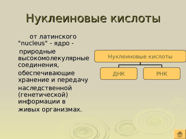 Нуклеиновые кислоты   от латинского 