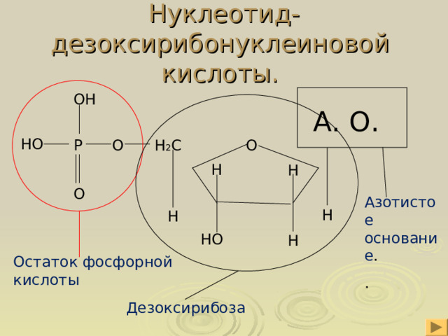 Нуклеотид- дезоксирибонуклеиновой кислоты. ОН А. О. НО О  Н 2 С О Р Н Н О Азотистое основание . . Н Н НО Н Остаток фосфорной кислоты Дезоксирибоза 