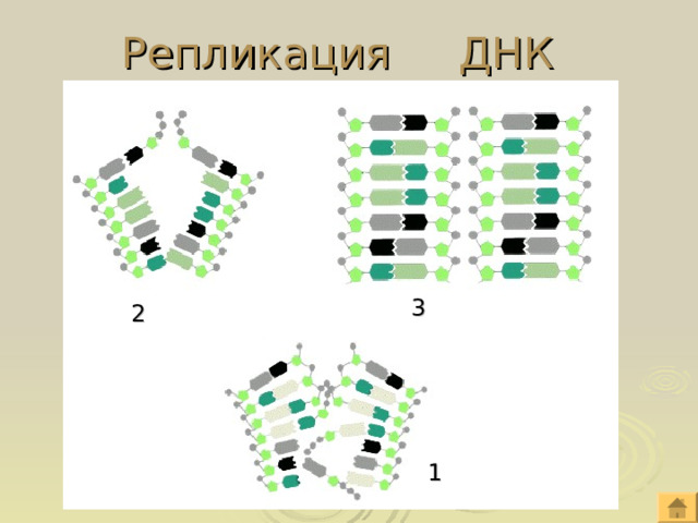 Репликация ДНК 3 2 1 