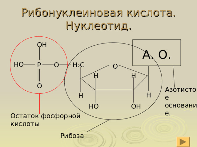 Рибонуклеиновая кислота.  Нуклеотид. ОН А. О. НО  Н 2 С О Р О Н Н О Азотистое основание. Н Н НО ОН Остаток фосфорной кислоты Рибоза 