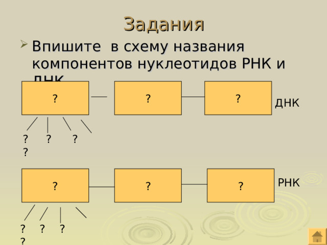 Задания Впишите в схему названия компонентов нуклеотидов РНК и ДНК. ? ? ? ДНК ? ? ? ? ? ? ? РНК ? ? ? ? 