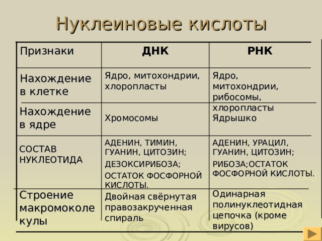 Нуклеиновые кислоты ДНК Признаки РНК Ядро, митохондрии, хлоропласты Ядро, митохондрии, рибосомы, хлоропласты Нахождение в клетке Нахождение в ядре Хромосомы Ядрышко АДЕНИН, УРАЦИЛ, ГУАНИН, ЦИТОЗИН; РИБОЗА;ОСТАТОК ФОСФОРНОЙ КИСЛОТЫ. АДЕНИН, ТИМИН, ГУАНИН, ЦИТОЗИН; ДЕЗОКСИРИБОЗА; ОСТАТОК ФОСФОРНОЙ КИСЛОТЫ. СОСТАВ НУКЛЕОТИДА Строение макромоколекулы Одинарная полинуклеотидная цепочка (кроме вирусов) Двойная свёрнутая правозакрученная спираль 