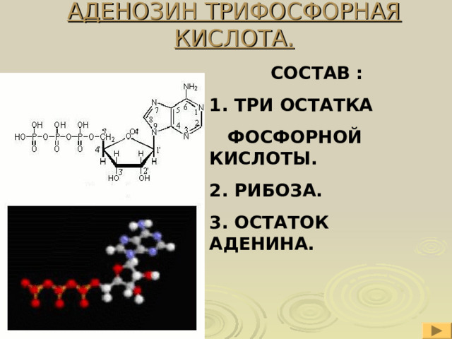 АДЕНОЗИН ТРИФОСФОРНАЯ КИСЛОТА.  СОСТАВ : 1. ТРИ ОСТАТКА  ФОСФОРНОЙ КИСЛОТЫ. 2. РИБОЗА. 3. ОСТАТОК  АДЕНИНА.  