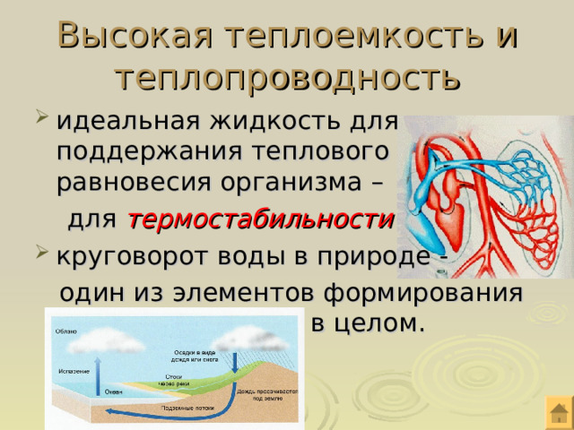 Высокая теплоемкость и теплопроводность идеальная жидкость для поддержания теплового равновесия организма –  для термостабильности круговорот воды в природе -  один из элементов формирования погоды и клима та в целом. 