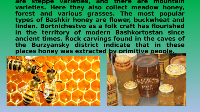    Bashkiria honey is rich in taste variations. There are steppe varieties, and there are mountain varieties. Here they also collect meadow honey, forest and various grasses. The most popular types of Bashkir honey are flower, buckwheat and linden. Bortnichestvo as a folk craft has flourished in the territory of modern Bashkortostan since ancient times. Rock carvings found in the caves of the Burzyansky district indicate that in these places honey was extracted by primitive people. 