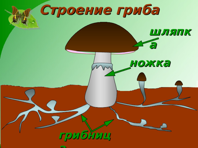 В царстве грибов