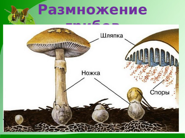 Размножение грибов 