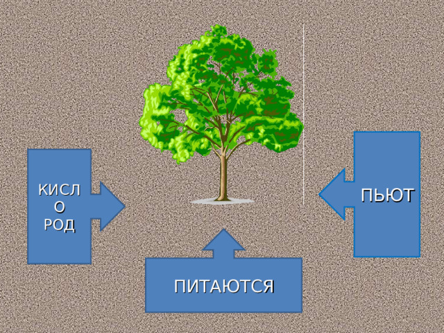 ПЬЮТ КИСЛО РОД ПИТАЮТСЯ 