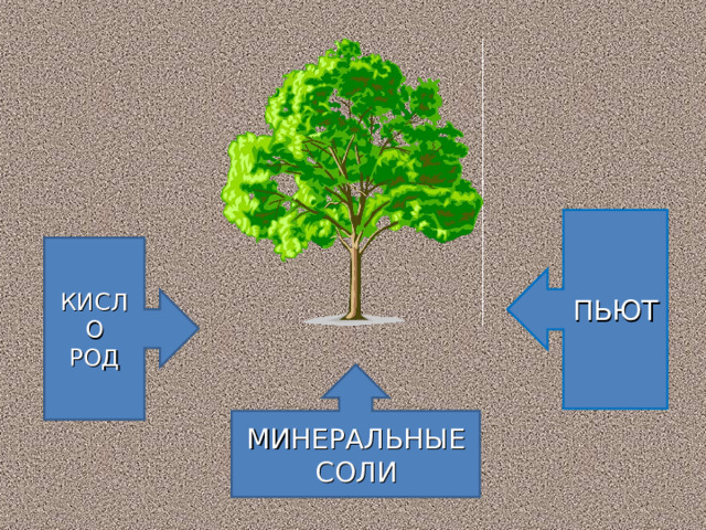 ПЬЮТ КИСЛО РОД МИНЕРАЛЬНЫЕ СОЛИ 