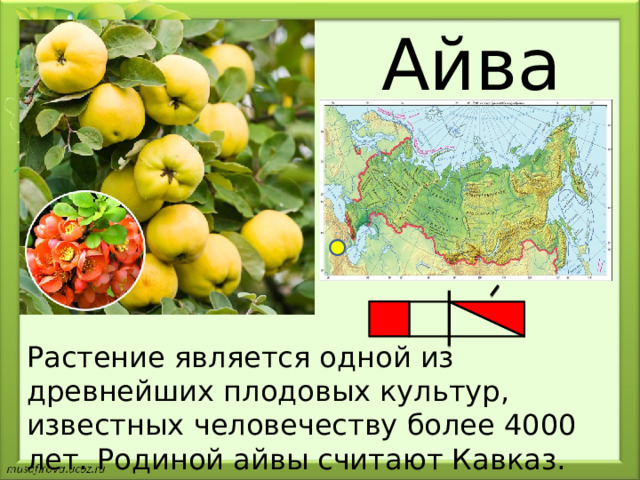 Айва Растение является одной из древнейших плодовых культур, известных человечеству более 4000 лет. Родиной айвы считают Кавказ. 