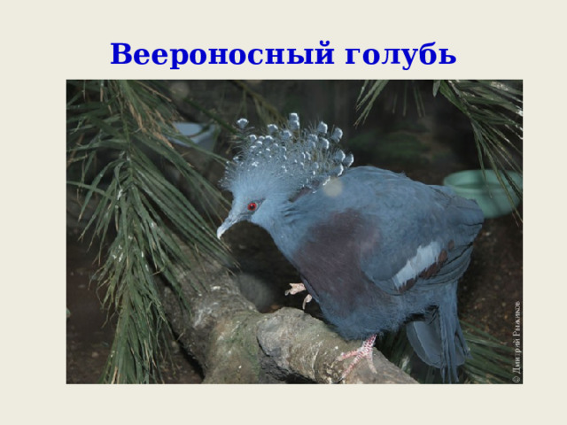 Веероносный голубь 
