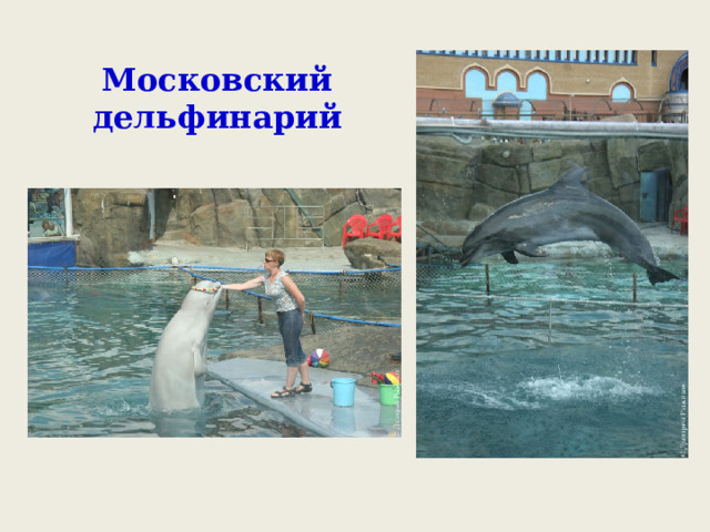 Московский дельфинарий 