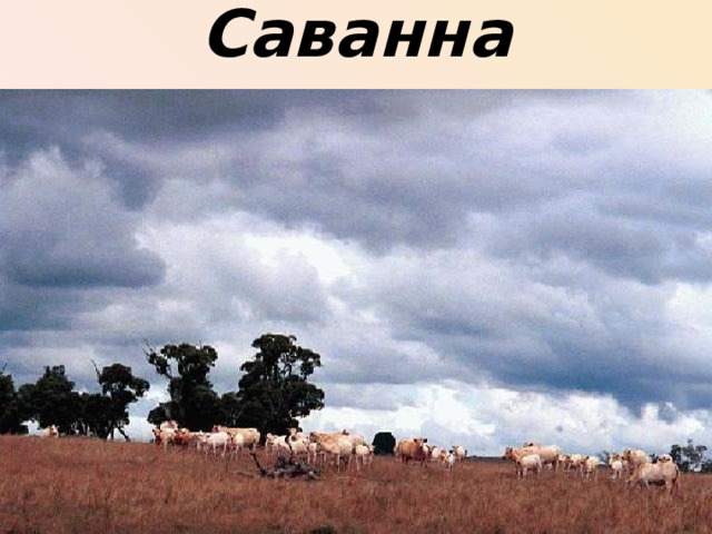 Саванна 