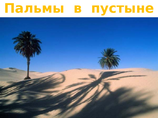 Пальмы в пустыне 