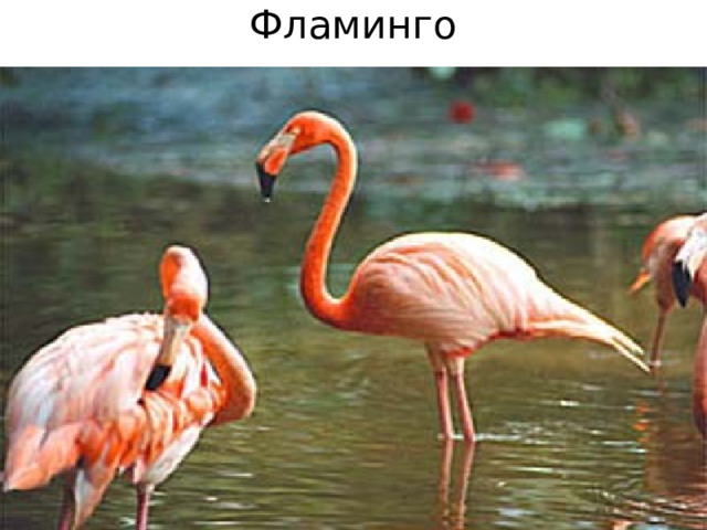 Фламинго 