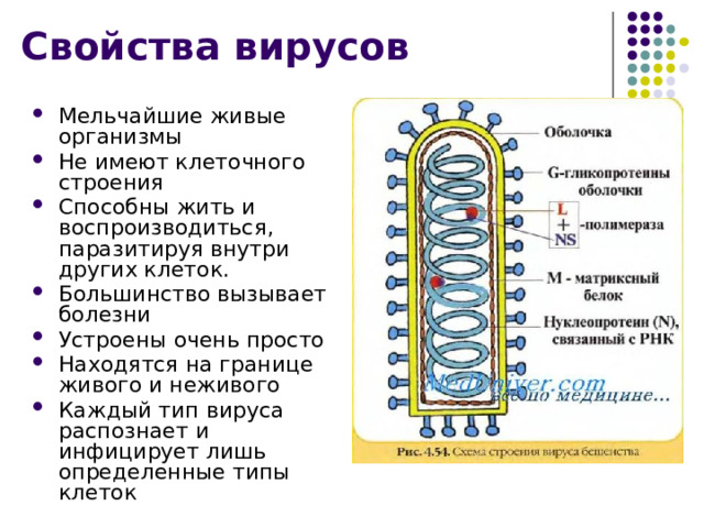 Свойства вирусов Мельчайшие живые организмы Не имеют клеточного строения Способны жить и воспроизводиться, паразитируя внутри других клеток. Большинство вызывает болезни Устроены очень просто Находятся на границе живого и неживого Каждый тип вируса распознает и инфицирует лишь определенные типы клеток 