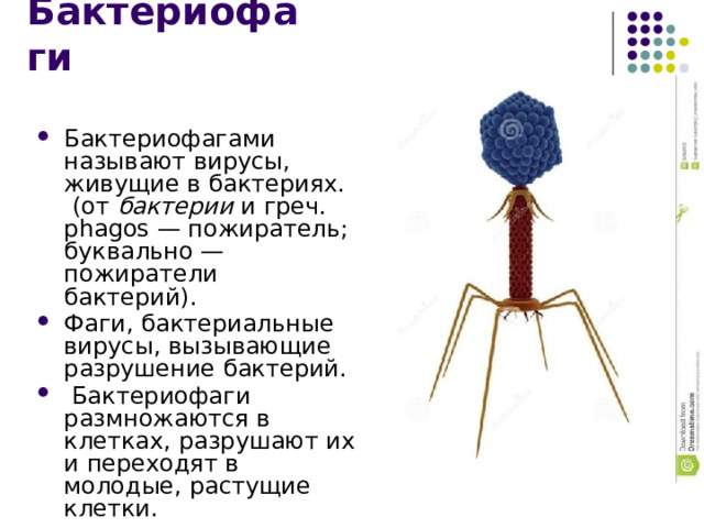 Бактериофаги Бактериофагами называют вирусы, живущие в бактериях.  (от бактерии и греч. phagos — пожиратель; буквально — пожиратели бактерий). Фаги, бактериальные вирусы, вызывающие разрушение бактерий.  Бактериофаги размножаются в клетках, разрушают их и переходят в молодые, растущие клетки.  