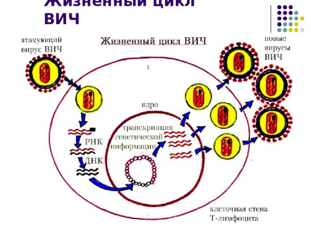 Жизненный цикл ВИЧ 