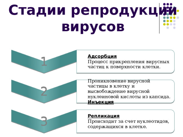 Стадии репродукции вирусов 1 Адсорбция 2 Процесс прикрепления вирусных частиц к поверхности клетки. Проникновение вирусной частицы в клетку и высвобождение вирусной нуклеиновой кислоты из капсида. 3 Инъекция Репликация Происходит за счет нуклеотидов, содержащихся в клетке. 