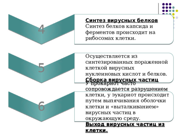 4 Синтез вирусных белков 5 Синтез белков капсида и ферментов происходит на рибосомах клетки. Осуществляется из синтезированных пораженной клеткой вирусных нуклеиновых кислот и белков. 6 Сборка вирусных частиц У прокариот часто сопровождается разрушением клетки, у эукариот происходит путем выпячивания оболочки клетки и «выталкиванием» вирусных частиц в окружающую среду. Выход вирусных частиц из клетки.  