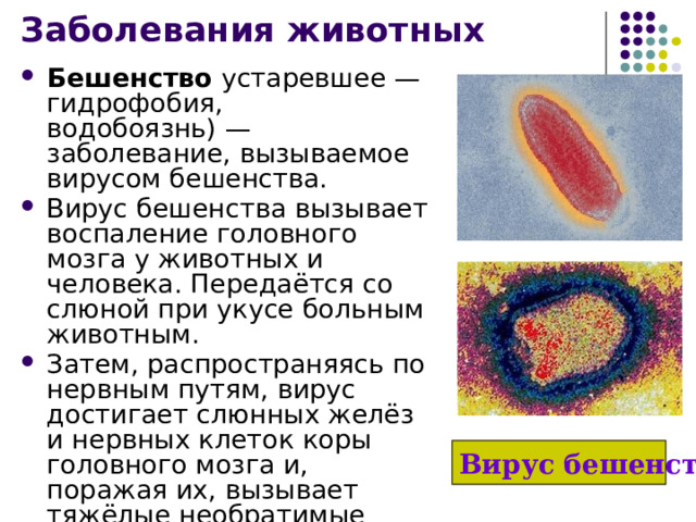 Заболевания животных Бешенство устаревшее — гидрофобия, водобоязнь) —заболевание, вызываемое вирусом бешенства. Вирус бешенства вызывает воспаление головного мозга у животных и человека. Передаётся со слюной при укусе больным животным. Затем, распространяясь по нервным путям, вирус достигает слюнных желёз и нервных клеток коры головного мозга и, поражая их, вызывает тяжёлые необратимые нарушения. Вирус бешенства 