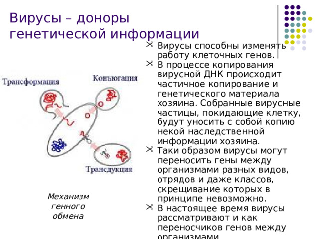 Вирусы – доноры генетической информации Вирусы способны изменять работу клеточных генов. В процессе копирования вирусной ДНК происходит частичное копирование и генетического материала хозяина. Собранные вирусные частицы, покидающие клетку, будут уносить с собой копию некой наследственной информации хозяина. Таки образом вирусы могут переносить гены между организмами разных видов, отрядов и даже классов, скрещивание которых в принципе невозможно. В настоящее время вирусы рассматривают и как переносчиков генов между организмами Механизм генного обмена 