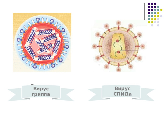 Вирус гриппа Вирус СПИДа Вирус гриппа 