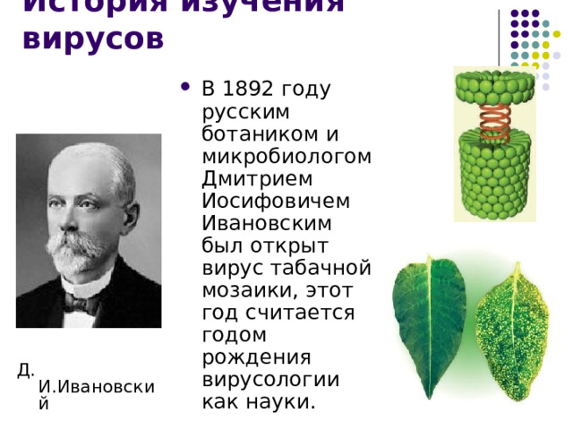 История изучения вирусов В 1892 году русским ботаником и микробиологом Дмитрием Иосифовичем Ивановским был открыт вирус табачной мозаики, этот год считается годом рождения вирусологии как науки. Д. И.Ивановский 