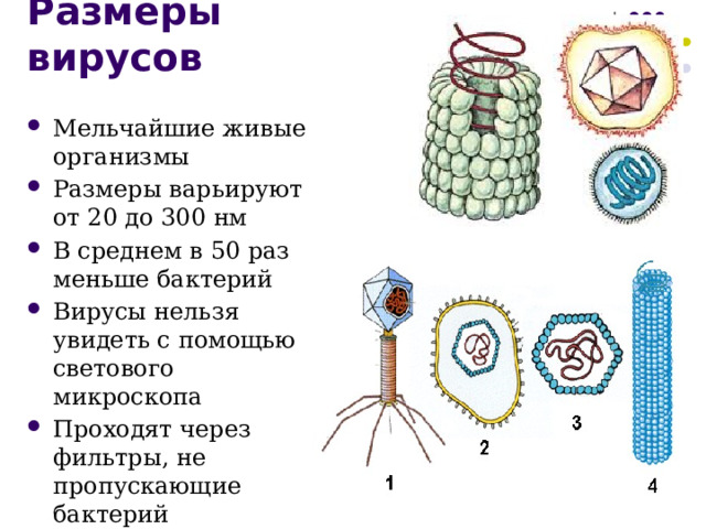 Размеры вирусов Мельчайшие живые организмы Размеры варьируют от 20 до 300 нм В среднем в 50 раз меньше бактерий Вирусы нельзя увидеть с помощью светового микроскопа Проходят через фильтры, не пропускающие бактерий 