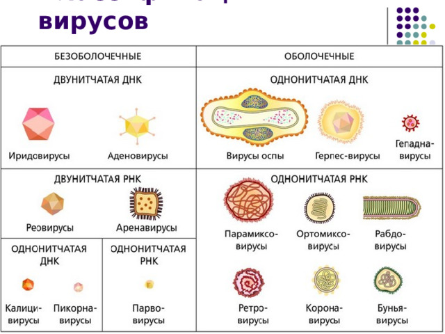 Классификация вирусов 