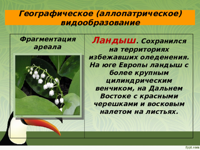 Географическое (аллопатрическое) видообразование Фрагментация ареала материнского вида Ландыш . Сохранился на территориях избежавших оледенения. На юге Европы ландыш с более крупным цилиндрическим венчиком, на Дальнем Востоке с красными черешками и восковым налетом на листьях. 