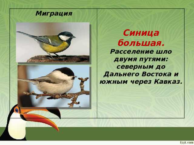 Миграция  Синица большая. Расселение шло двумя путями: северным до Дальнего Востока и южным через Кавказ.  