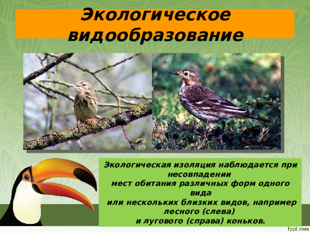 Экологическое видообразование Экологическая изоляция наблюдается при несовпадении мест обитания различных форм одного вида  или нескольких близких видов, например лесного (слева) и лугового (справа) коньков. 