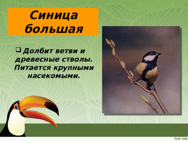 Синица большая Долбит ветви и древесные стволы. Питается крупными насекомыми. 