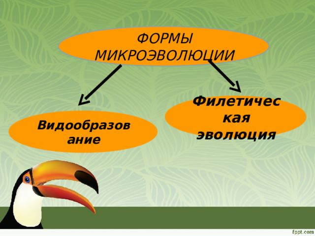 ФОРМЫ МИКРОЭВОЛЮЦИИ Филетическая эволюция Видообразование 