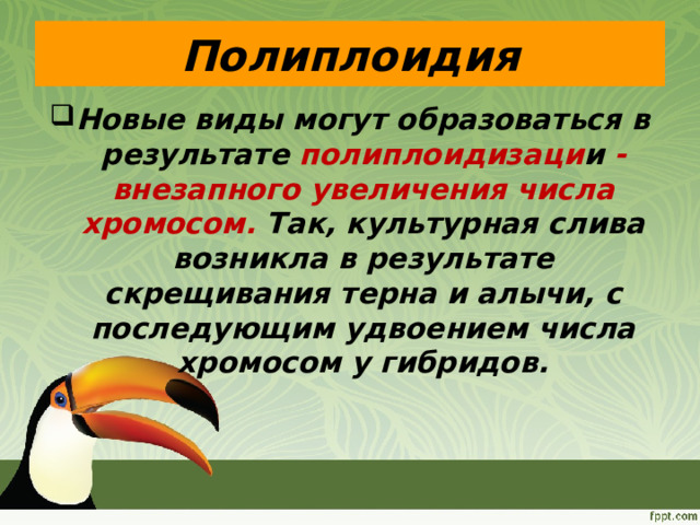 Полиплоидия Новые виды могут образоваться в результате полиплоидизаци и - внезапного увеличения числа хромосом. Так, культурная слива возникла в результате скрещивания терна и алычи, с последующим удвоением числа хромосом у гибридов. 