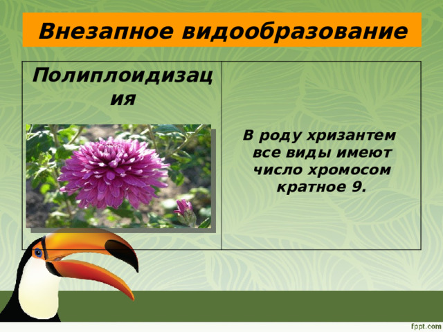 Внезапное видообразование Полиплоидизация    В роду хризантем все виды имеют число хромосом кратное 9. 