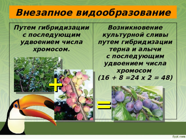 Внезапное видообразование Путем гибридизации с последующим удвоением числа хромосом. Возникновение культурной сливы путем гибридизации терна и алычи  с последующим удвоением числа хромосом  (16 + 8 =24 х 2 = 48) + = 