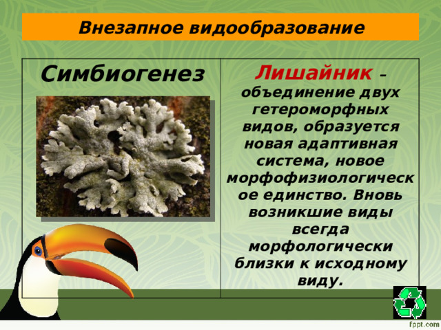 Внезапное видообразование Симбиогенез Лишайник – объединение двух гетероморфных видов, образуется новая адаптивная система, новое морфофизиологическое единство. Вновь возникшие виды всегда морфологически близки к исходному виду. 