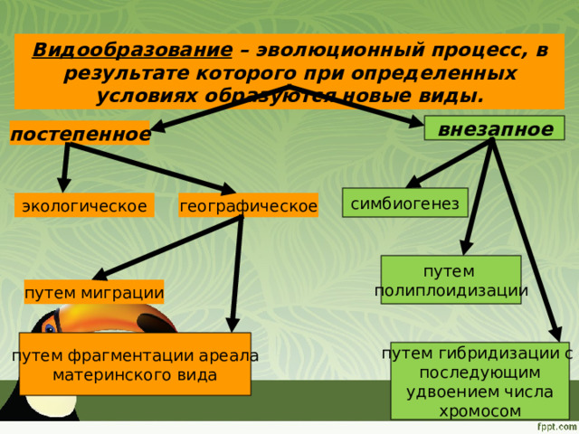 Видообразование – эволюционный процесс, в результате которого при определенных условиях образуются новые виды. внезапное постепенное симбиогенез географическое экологическое путем  полиплоидизации путем миграции путем фрагментации ареала  материнского вида путем гибридизации с  последующим  удвоением числа хромосом 