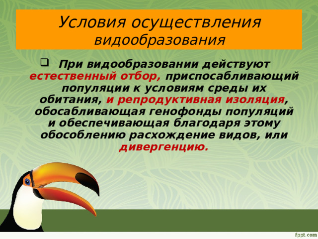 Видообразование