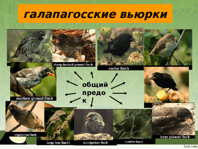 галапагосские вьюрки общий предок 