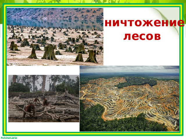 Уничтожение  лесов 