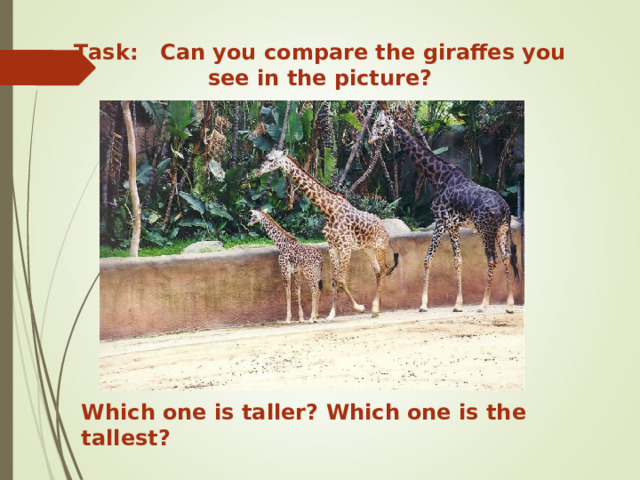 Task: Can you compare the giraffes you see in the picture? Which one is taller? Which one is the tallest? 