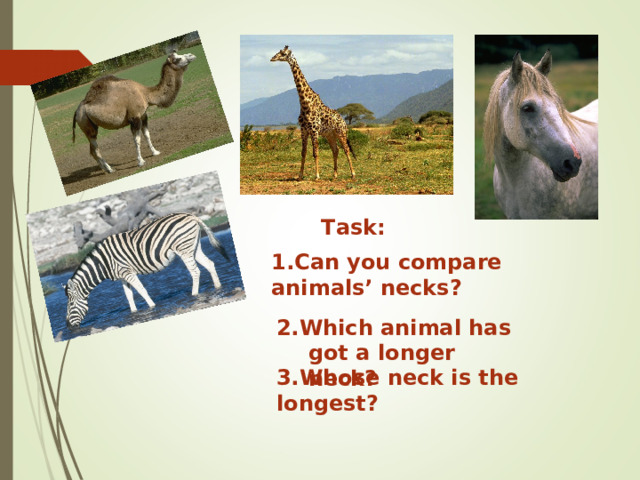 Task: 1.Can you compare animals’ necks? 2.Which animal has got a longer neck? 3.Whose neck is the longest? 