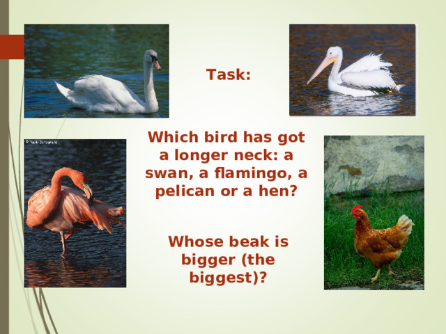 Task: Which bird has got a longer neck: a swan, a flamingo, a pelican or a hen? Whose beak is bigger (the biggest)? 