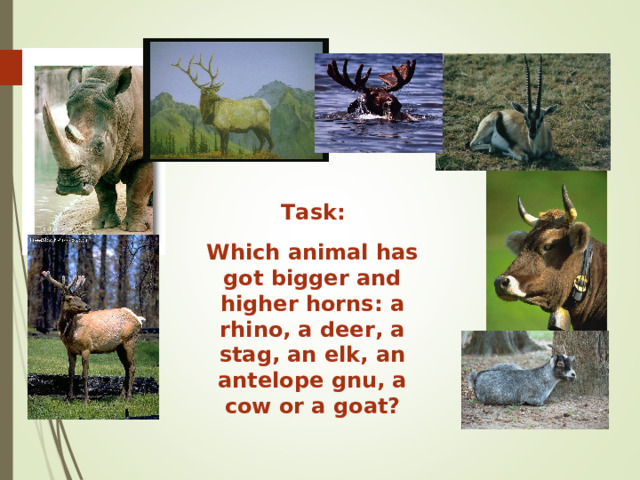 Task: Which animal has got bigger and higher horns: a rhino, a deer, a stag, an elk, an antelope gnu, a cow or a goat? 