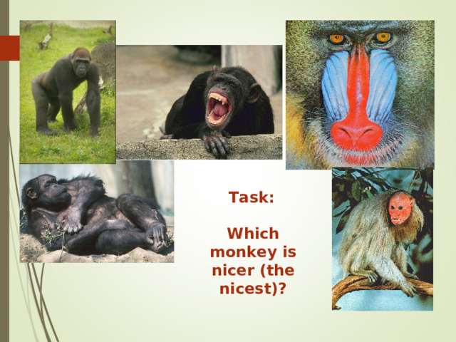 Task: Which monkey is nicer (the nicest)? 